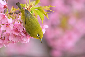 メジロと桜
