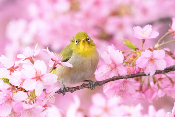 メジロと桜