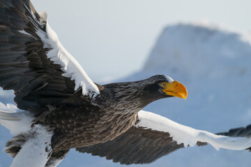 Steller's sea eagles and white-tailed eagles flying through the blue sky or over snowy landscapes