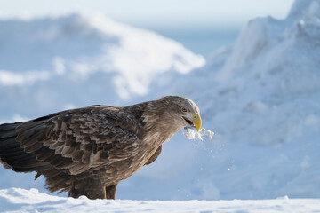 Steller's sea eagles and white-tailed eagles flying through the blue sky or over snowy landscapes