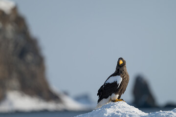 Steller's sea eagles and white-tailed eagles flying through the blue sky or over snowy landscapes