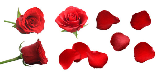 set of red rose petals isolated