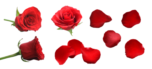 set of red rose petals isolated