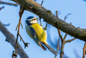 Eurasian Blue Tit in the morning light