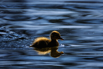 duckling in a pond in the morning light