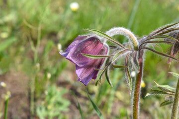 Pulsatilla patens. Fluffy purple flower close-up. Side view.