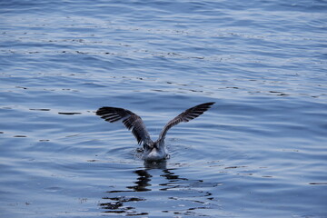sea city türkiye cat boat history