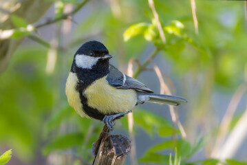 Great Tit perched on a branch in the morning light