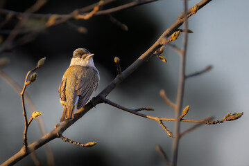 Eurasian Blackcap in the morning light