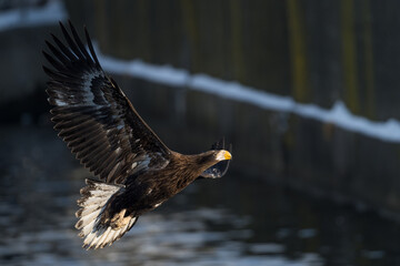 Steller's sea eagles and white-tailed eagles flying through the blue sky or over snowy landscapes