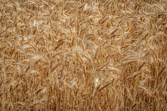 Golden wheat field, ripe for harvest.