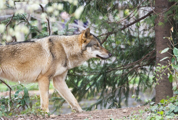悠然と歩くオオカミ