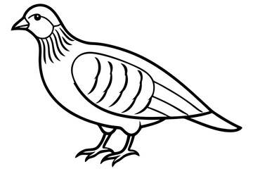 Quail Outline Illustration