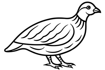 Quail Outline Illustration