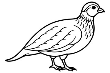 Quail Outline Illustration