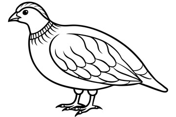 Quail Outline Illustration