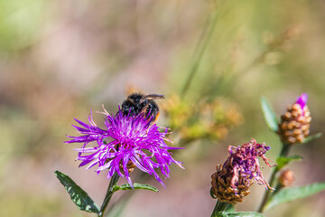 Red-shanked bumblebee on a brownray knapweed flower