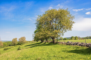 Fototapeta premium Lush green tree on a meadow a sunny summer day