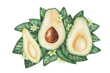 Avocado composition. Watercolor illustration. Hand painted green avocado, whole, cut in half with brown seed, leaves, flowers. Raw, ripe fresh alligator pear. Isolated clip art