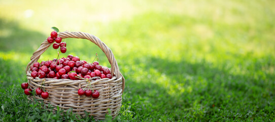 Full basket of ripe and fresh red sweet cherries