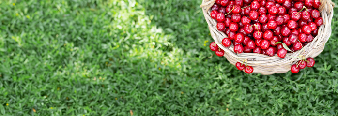 Full basket of ripe and fresh red sweet cherries