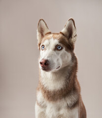 A Siberian Husky gazes off to the side, appearing thoughtful and calm. The neutral background and soft lighting highlight the details of its thick fur.