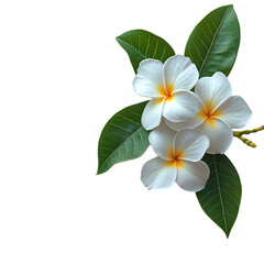 Fototapeta premium white plumeria with vibrant green leaf on a transparent background 