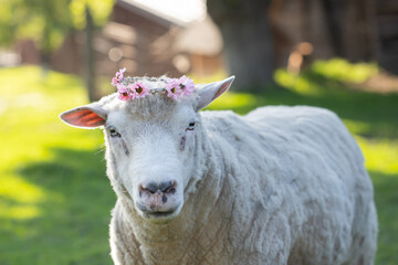 A cute sheep with flower wreath in green grass. Easter concept.