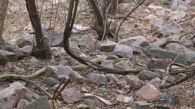 full shot of wild Ptyas mucosa or Oriental Indian rat snake or dhaman common non venomous species of colubrid snake  in summer season safari at ranthambore national park forest reserve rajasthan india
