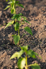 Pepper seedlings grow in spring.