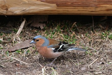 Close up of The Eurasian chaffinch (common chaffinch,   Fringilla coelebs) sitting on ground