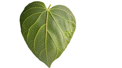 Large green leaf symbolizing vitality, leaf that grows in summer, classic leaf on transparent background, large green seasonal leaf