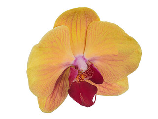 Storczyk. Orchidea.