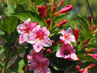 Colorful Weigela praecox 'Bouquet Rose' flowers with a five-lobed petals, close up. Weigela is...