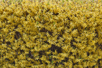 background of yellow leaves of the plant
