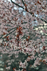 Tree branches with pink flowers. Plum tree