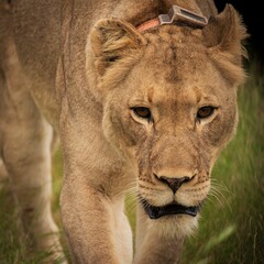 Lioness with tracking collar in the wild