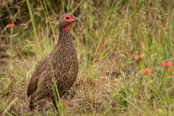 Red-necked spurfowl in tall grass.