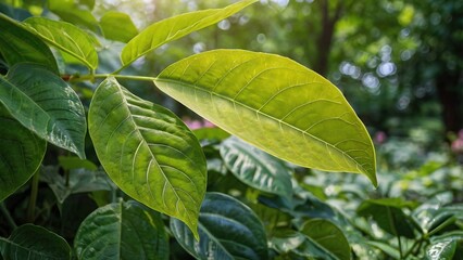 Fresh green leaves on a tree branch in the summer garden, a closeup of nature's vibrant foliage