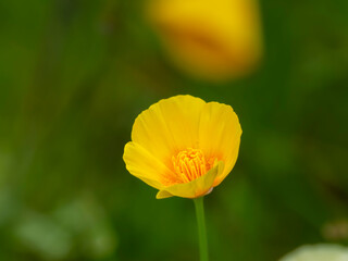 Fototapeta premium 春から初夏の公園や花壇を彩るハナビシソウのある風景。繊細なしべの様子
