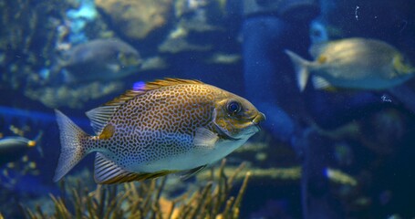 Golden rabbitfish swimming gracefully through vibrant coral reef, speckled body shimmering,...