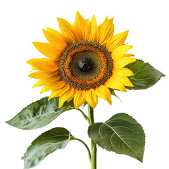 Obraz premium Sunflower in Flow on transparent background