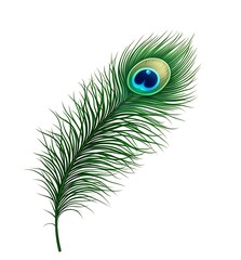 Fototapeta premium Peacock feather cartoon vector illustration for decoration, janmashtami,&nbsp;feather&nbsp;logo