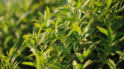 Fototapeta premium Construction laborer welding metal pipes. Featuring strength and focus