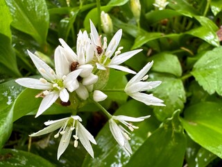 Ail des ours dans une forêt 