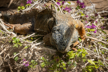 Iguana in a rescue park, Aguimes, Gran Canaria, Spain