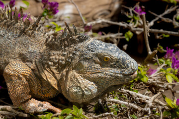 Iguana in a rescue park, Aguimes, Gran Canaria, Spain