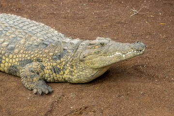 Crocodile in a Rescue center, Aguimes, Gran Canaria