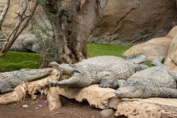 Crocodiles in a Rescue center, Aguimes, Gran Canaria
