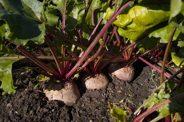 Growing beets. Close-up. Large and ripe beets growing in open ground.